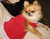 Designer Dog Clothes